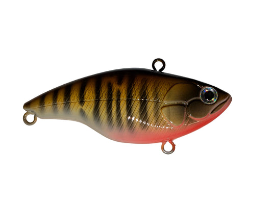 Golden Perch