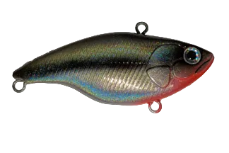 Grey MNinnow